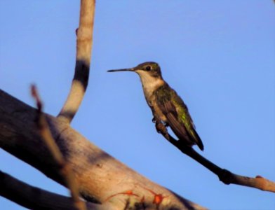 Ruby-throated Hummingbird photo