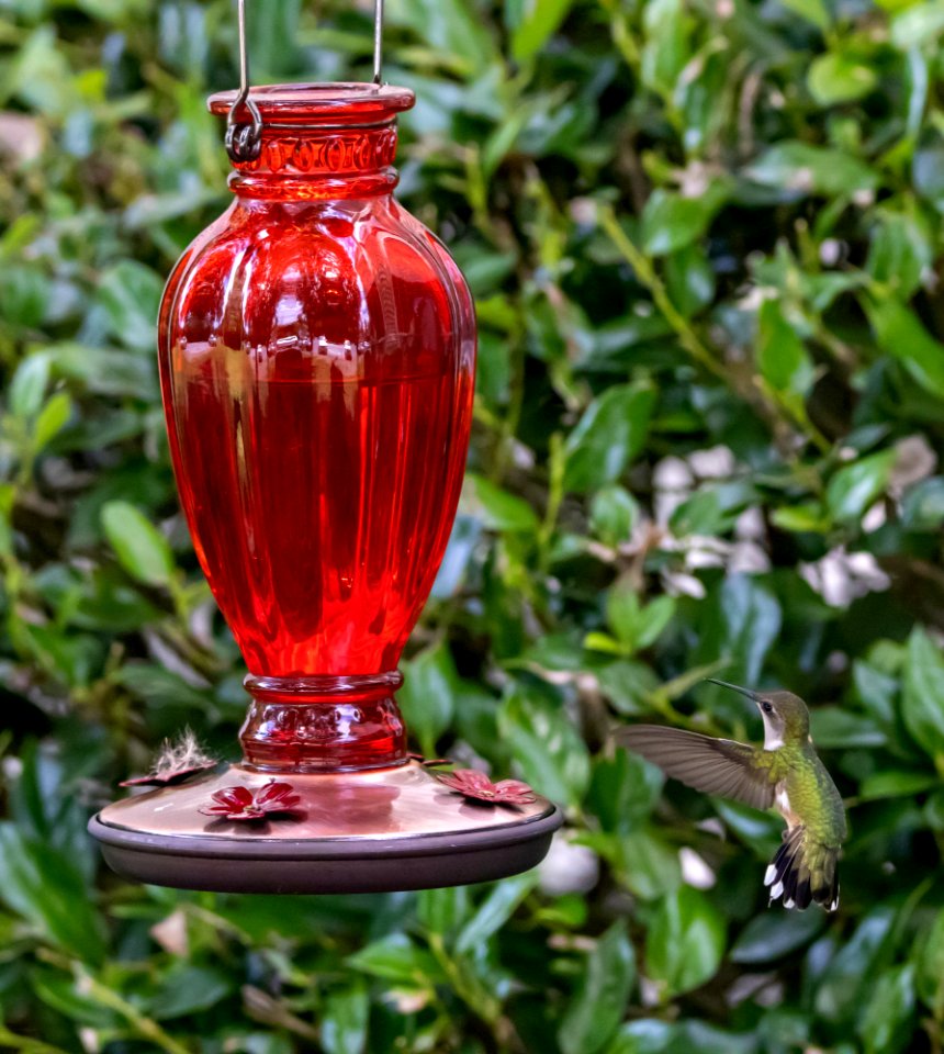 Hummingbird in Macon, Georgia.