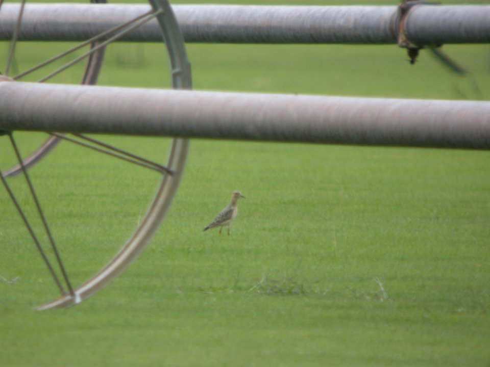 DSCN8929 Buff-breasted Sandpiper Kankakee Co IL 8-30-11