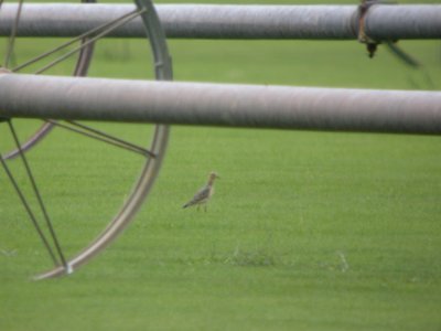 DSCN8929 Buff-breasted Sandpiper Kankakee Co IL 8-30-11