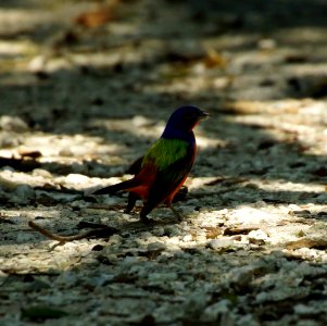 Day 189 - Painted Bunting photo