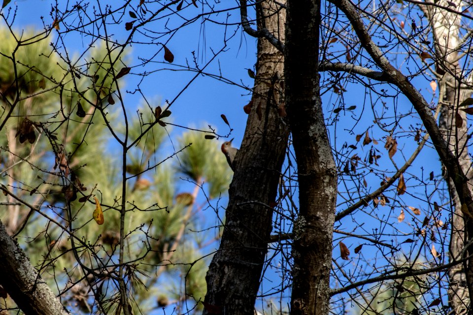 Woodpecker