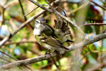 Blue-headed Vireo