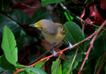 White-eyed Vireo