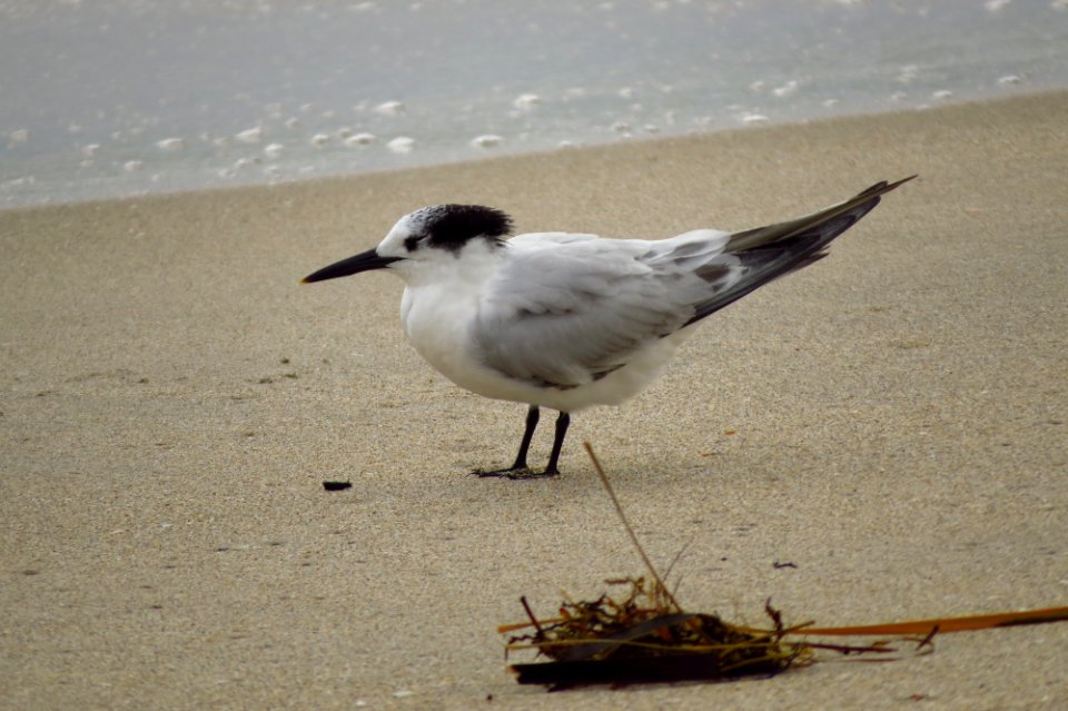 Sandwich Tern