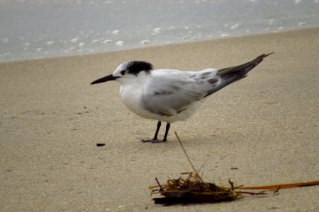 Sandwich Tern