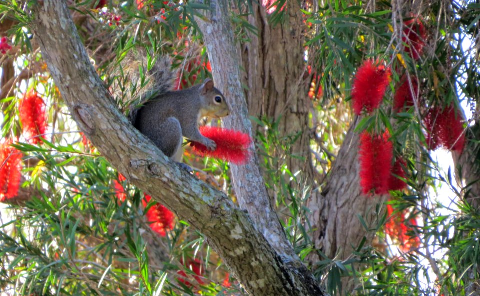 Squirrels like Bottlebrush Flowers...who knew?