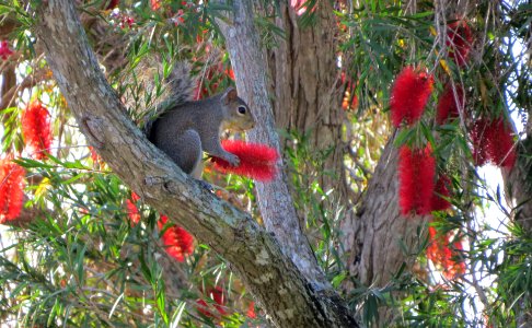 Squirrels like Bottlebrush Flowers...who knew?