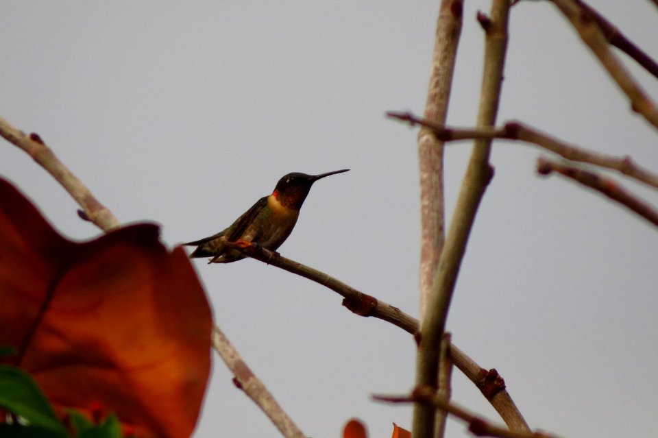 Ruby-throated Hummingbird