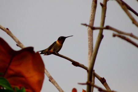 Ruby-throated Hummingbird