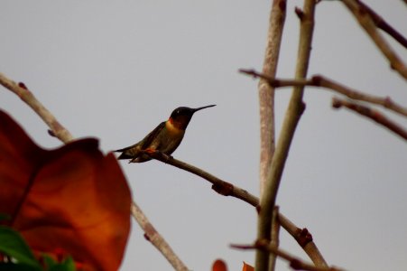 Ruby-throated Hummingbird photo