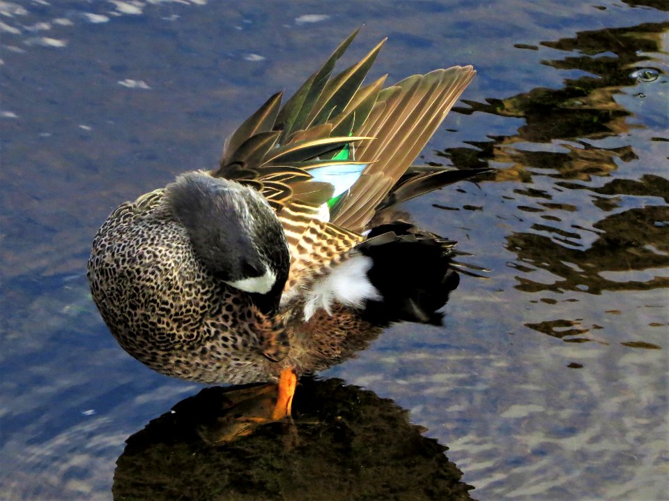 Blue-winged Teal