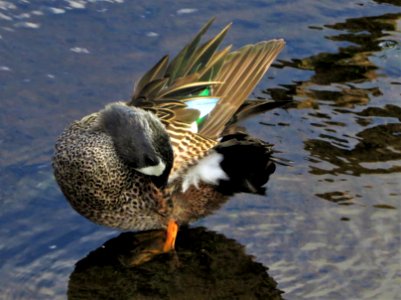 Blue-winged Teal