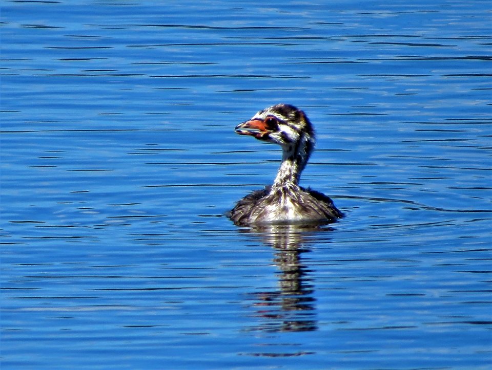 Pied-billed Grebe baby