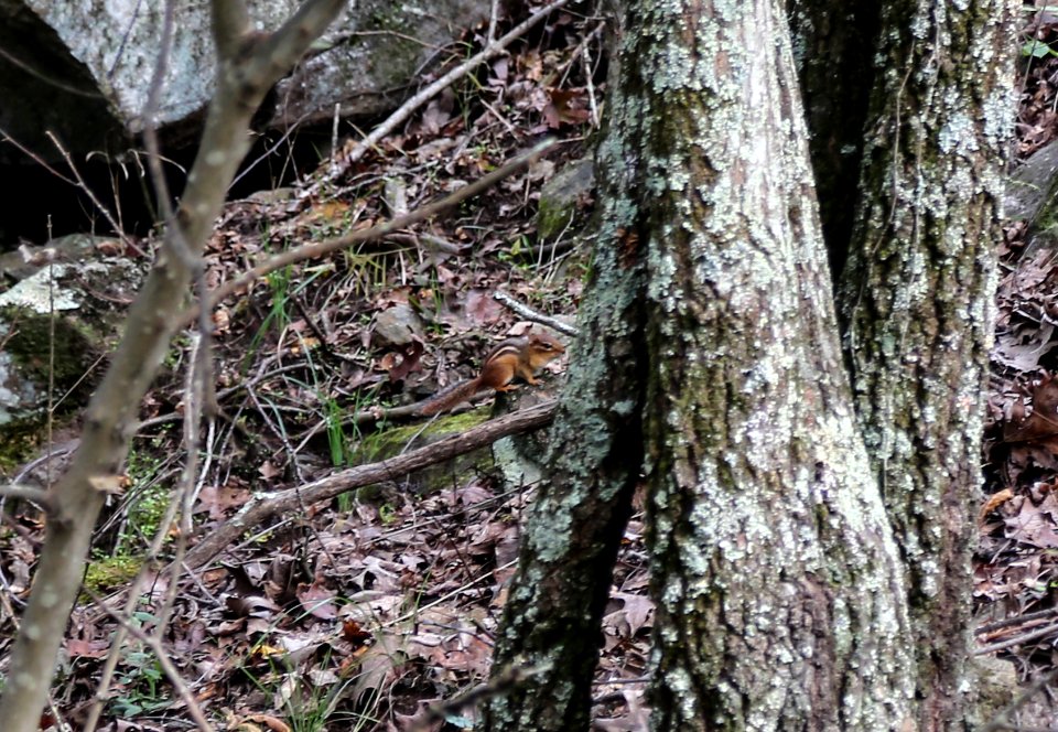 Chipmunk on Kennesaw Mountain