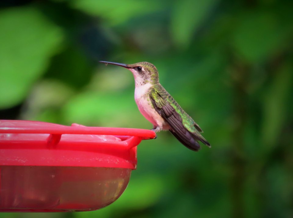 Ruby-throated Hummingbird