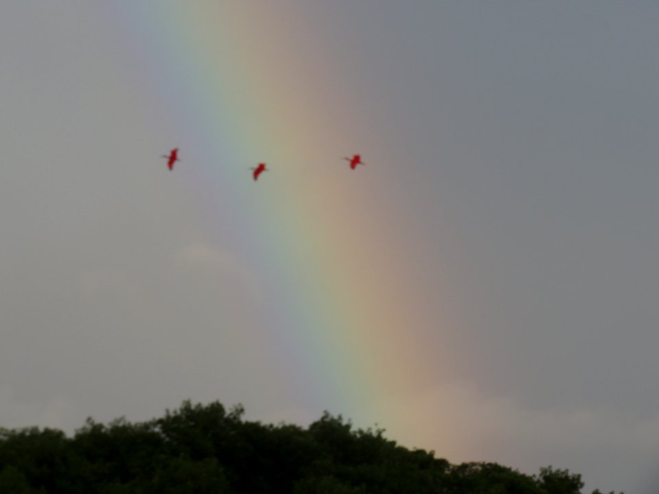 Scarlet Ibises & Rainbow