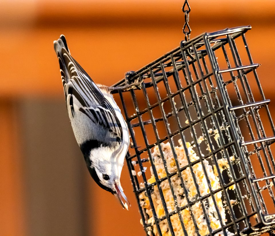 White-breasted Nuthatch