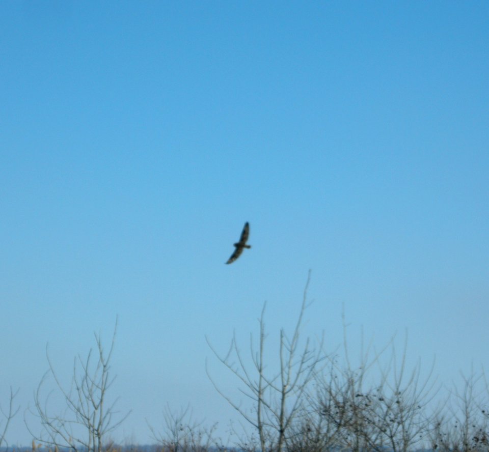 DSCN5320 c Short-eared Owl Newton Co IN 12-17-10