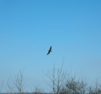 DSCN5320 c Short-eared Owl Newton Co IN 12-17-10