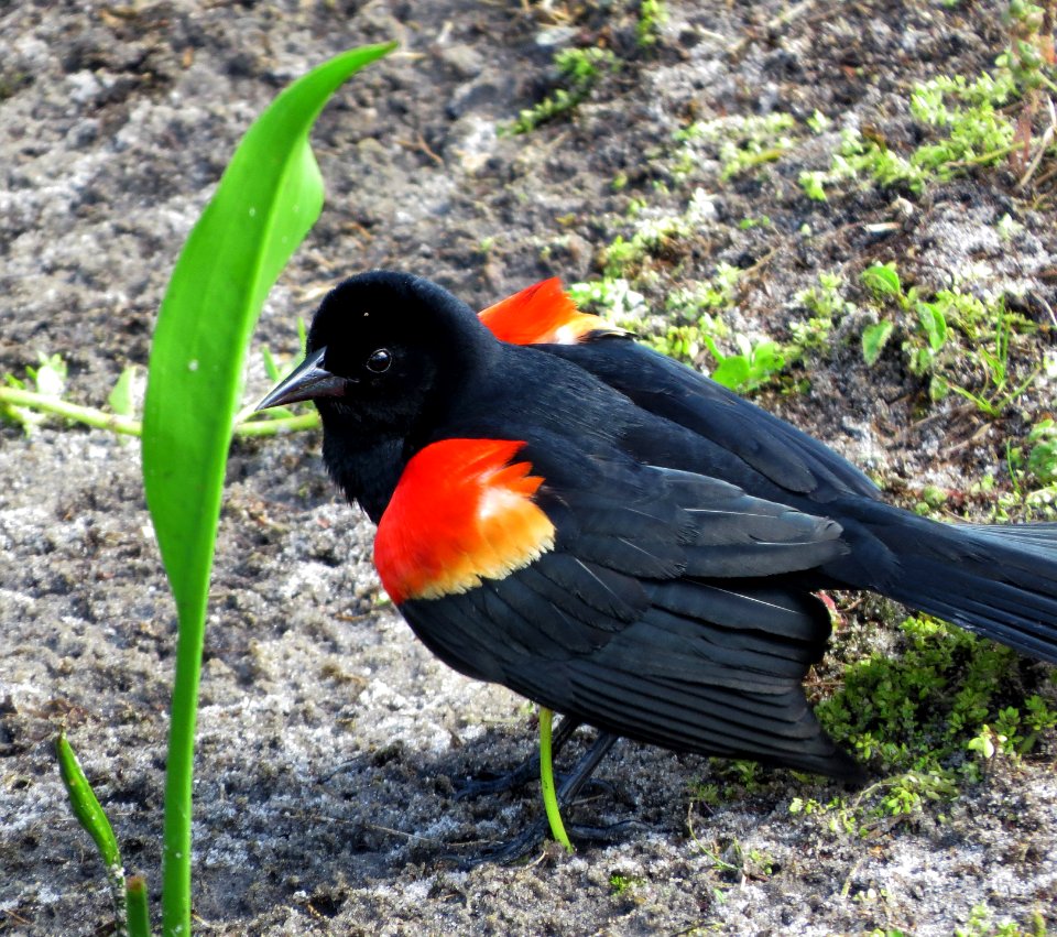 Red-winged Blackbird