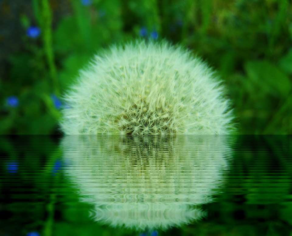 Reflection green white
