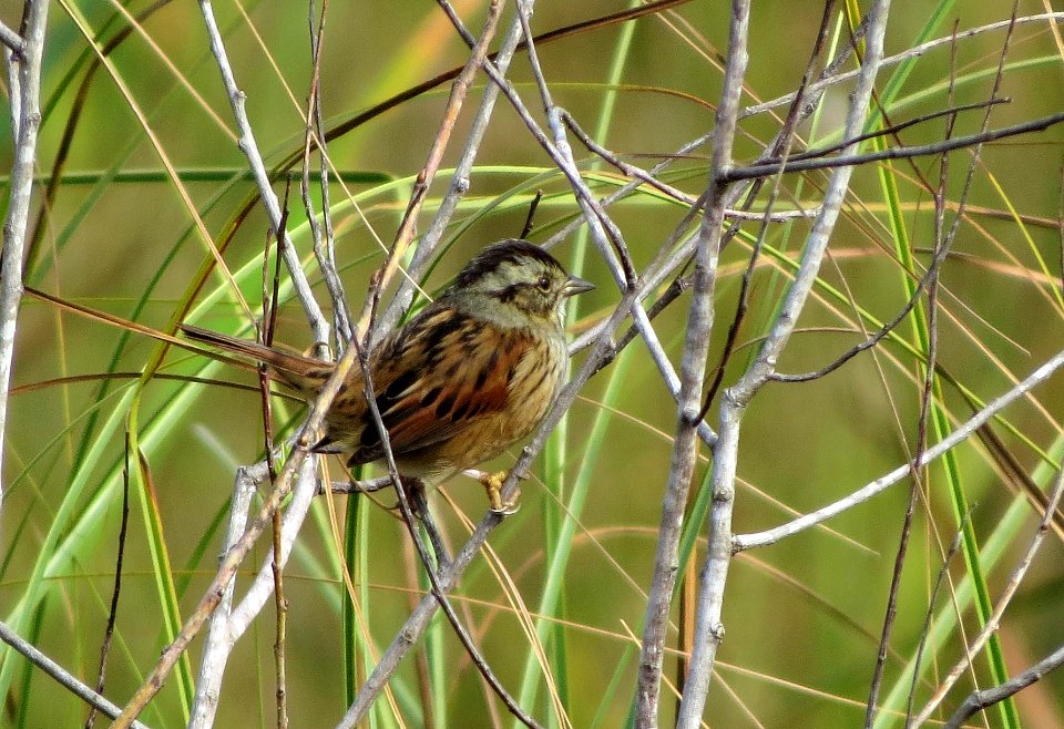 Swamp Sparrow