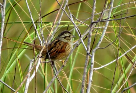 Swamp Sparrow photo