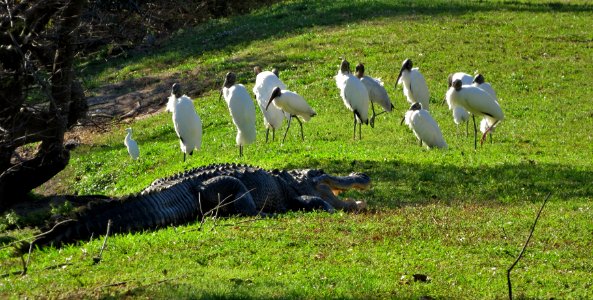 Wood Storkes with American Alligator