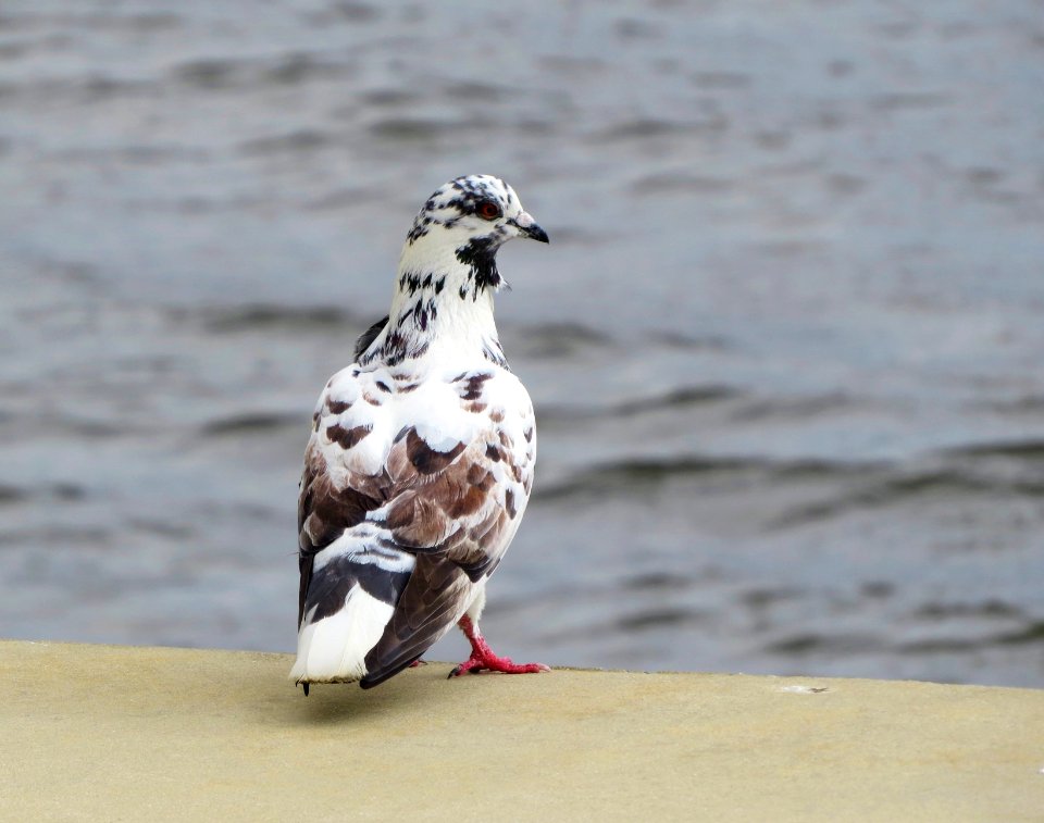 Rock Pigeon