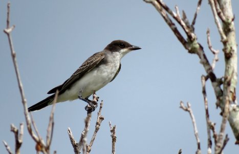 Eastern Kingbird photo