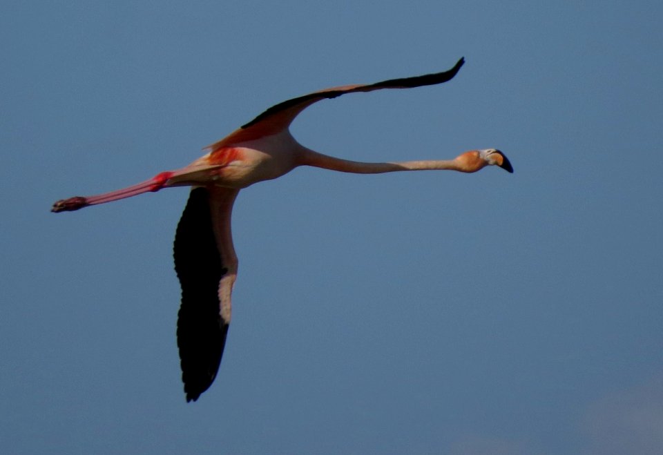 American Flamingo photo