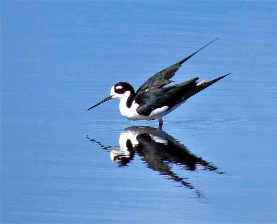 Black-necked Stilt