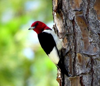 Red-headed Woodpecker