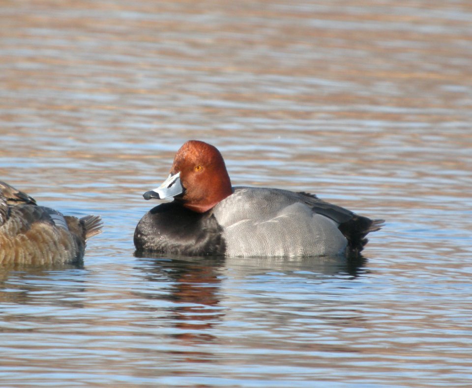 DSCN7037 c Redhead  Newton Co IN 2-13-13