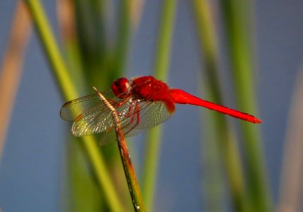 Red Dasher Dragonfly photo