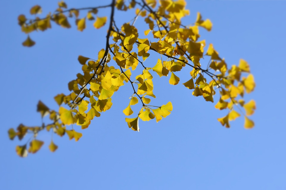 Branch kentucky leaf