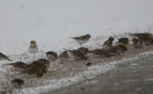 DSCN0726 c Snow Bunting + Lapland Longspur + Horned Lark E. Kankakee Co IL 01-22-12