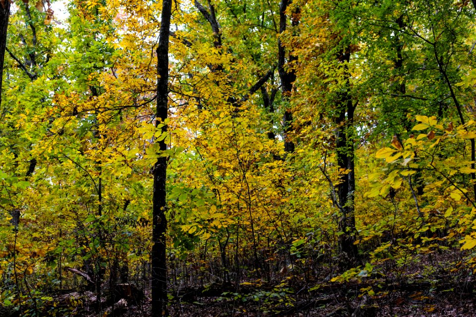 Kennesaw Mountain - October 31st, 2013
