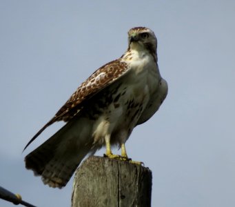 Krider's Red-tailed Hawk (Juvenile) photo