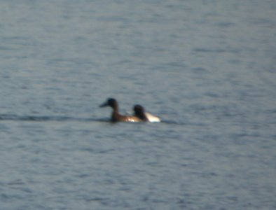 DSCN7329 c Greater Scaup (on right)  Newton Co IN 3-28-13