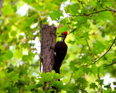 Day 173 - Pileated Woodpecker