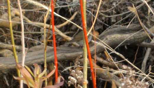 IMG 0289 c Swainson's Thrush  Kankakee Co IL 11-26-12