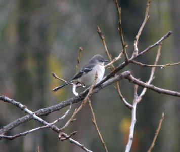 DSCN6008 c Northern Mockingbird Newton Co IN 10-20-12 photo