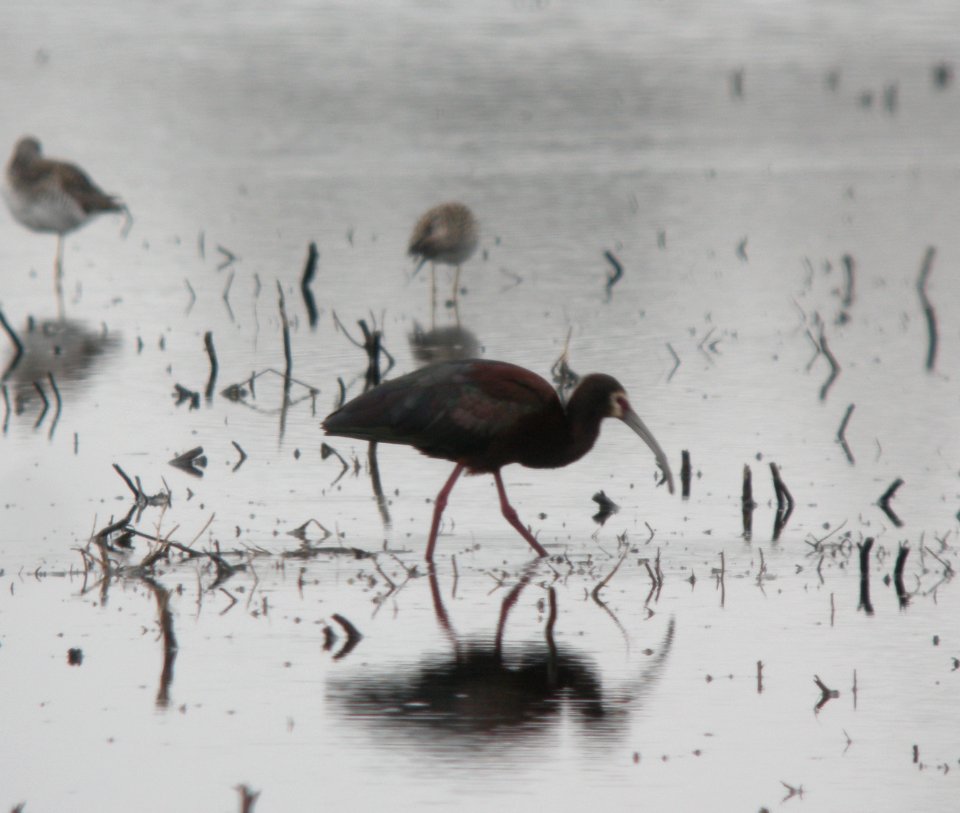 DSCN7826 c White-faced Ibis  Newton Co IN 4-28-13