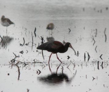 DSCN7826 c White-faced Ibis  Newton Co IN 4-28-13