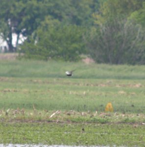 DSCN8667 c Black Tern Kankakee Co IL 6-1-13 photo