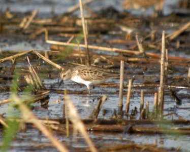 DSCN8421 c Semipalmated Sandpiper  Newton Co IN 5-15-13