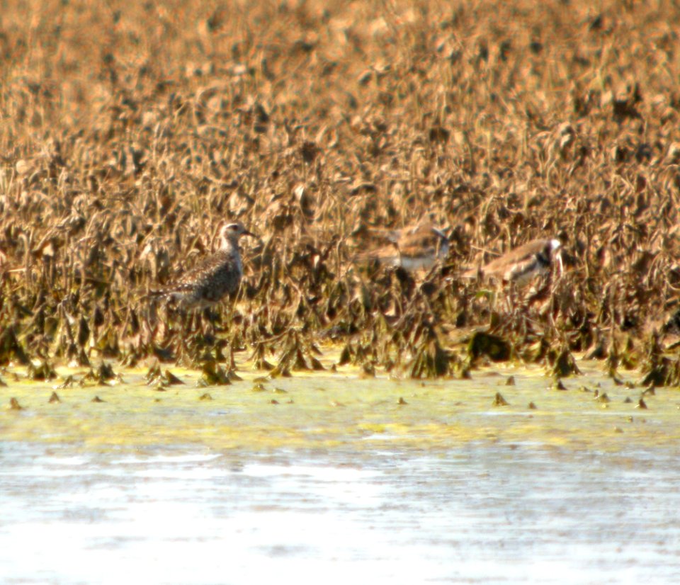 DSCN3764 c American Golden-Plover Kankakee Co IL 6-26-12