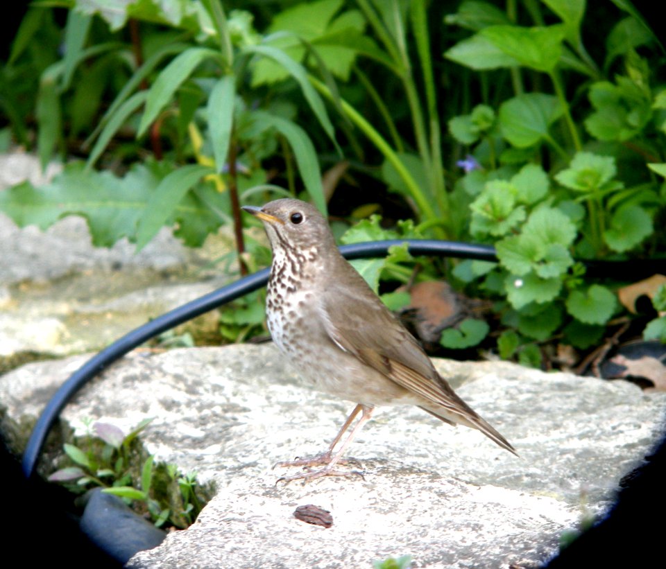 DSCN8318 c Gray-cheeked Thrush  Kankakee Co IL 5-13-13